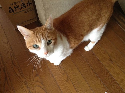 占い師麗華のお気に入り写真2